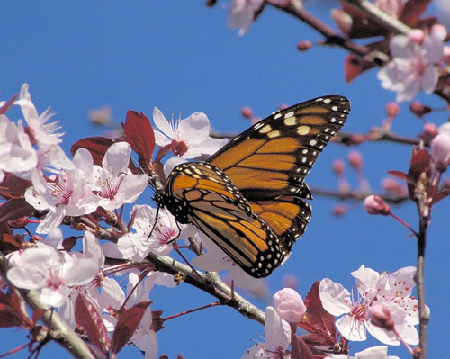 Monarch Butterfly